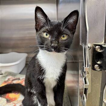 Rescue Domestic Short Hair Cats for Adoption in Hannibal, Missouri - Bronco | PetCurious