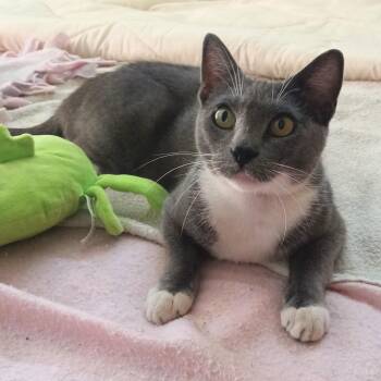 Minnie -  Domestic Short Hair Cat for Adoption in Santa Ana, California - Minnie | PetCurious