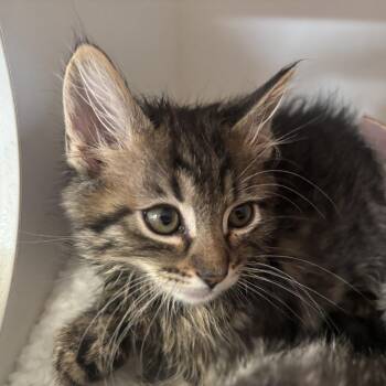 Mai Tai -  Domestic Short Hair Cat for Adoption in Riverside, California - Mai Tai | PetCurious