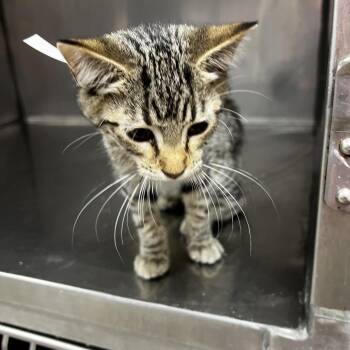 Tammy -  Domestic Short Hair Cat for Adoption in Birmingham, Alabama - Tammy | PetCurious