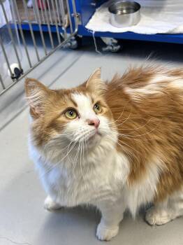 Domestic Long Hair Cats Available for Adoption - Sassy | PetCurious