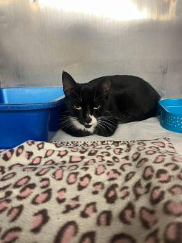 Rescue Domestic Short Hair Cats for Adoption in Media, Pennsylvania - Wednesday | PetCurious