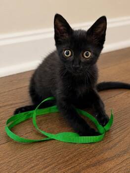 Tom Purry -  Domestic Short Hair Cat for Adoption in San Antonio, Texas - Tom Purry | PetCurious