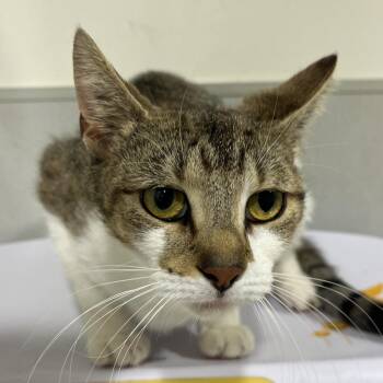Adele -  Domestic Short Hair Cat for Adoption in Tampa, Florida - Adele | PetCurious