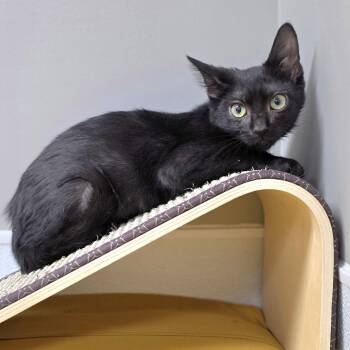Marley -  Domestic Short Hair Cat for Adoption in Shepherdsville, Kentucky - Marley | PetCurious