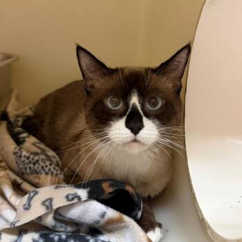 Otto -  Snowshoe Cat for Adoption in Madison, Wisconsin - Otto | PetCurious