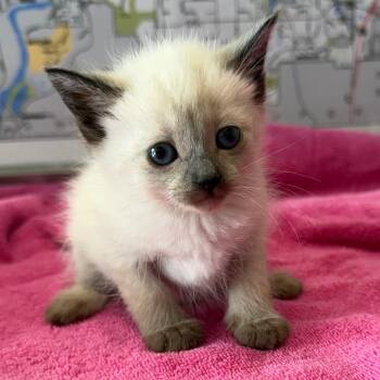 Redbull -  Domestic Short Hair Cat for Adoption in Mankato, Minnesota - Redbull | PetCurious