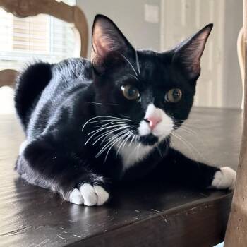 Pip -  Domestic Short Hair Cat for Adoption in Liverpool, Texas - Pip | PetCurious