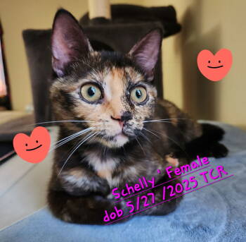 Rescue Domestic Short Hair Cats for Adoption in Trenton, New Jersey - Schelly | PetCurious