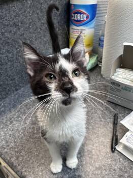 Sadie -  Domestic Short Hair Cat for Adoption in Dyersburg, Tennessee - Sadie | PetCurious