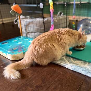 Domestic Long Hair Cats Available for Adoption - Chanel | PetCurious