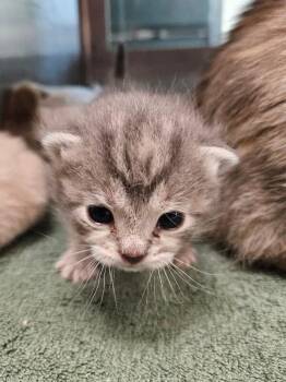 Lizzie -  Domestic Short Hair Cat for Adoption in Disputanta, Virginia - Lizzie | PetCurious