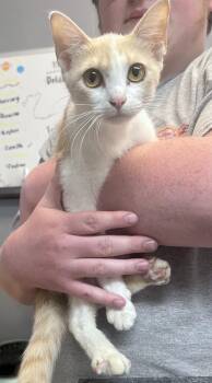 Morgan -  Domestic Short Hair Cat for Adoption in Dyersburg, Tennessee - Morgan | PetCurious