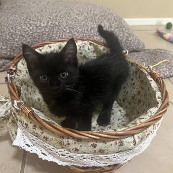 Sarah -  Domestic Short Hair Cat Available for Adoption in Houston, Texas - Sarah | PetCurious