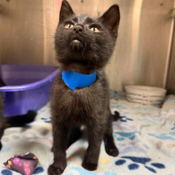 Minotaur -  Domestic Short Hair Cat for Adoption in Fairport, New York - Minotaur | PetCurious