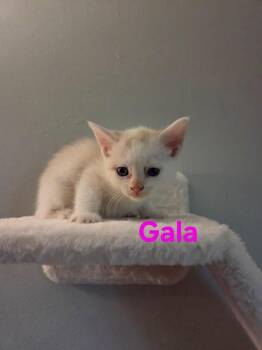 Gala -  Siamese Cat for Adoption in Yorktown, Indiana - Gala | PetCurious