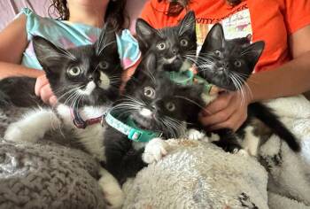 Black and White Crew -  Domestic Short Hair Cat for Adoption in Hanson, Massachusetts - Black And White Crew | PetCurious