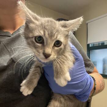Domestic Short Hair Cats Available for Adoption in Pasadena, California - Plaster | PetCurious