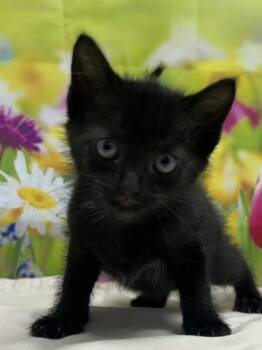 Domestic Short Hair Cats Available for Adoption in San Antonio, Texas - Huckleberry | PetCurious