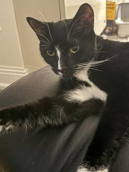 Chendu -  Domestic Short Hair Cat for Adoption in New York, New York - Chendu | PetCurious
