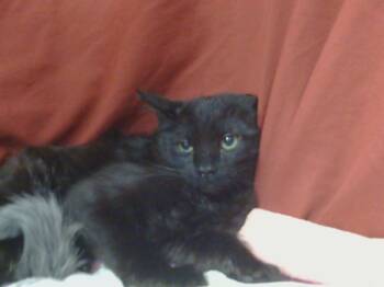 Rescue Domestic Medium Hair Cats for Adoption in Sacramento, California - P1 TEEN | PetCurious