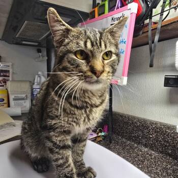 Domestic Short Hair Cats Available for Adoption - Romeo | PetCurious
