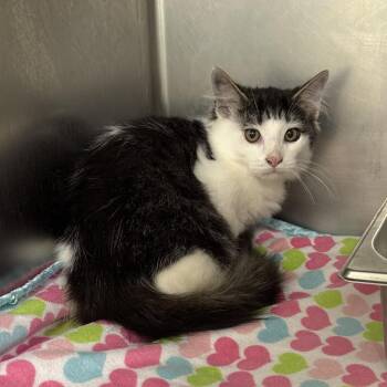 Toby -  Domestic Medium Hair and Domestic Short Hair Cat for Adoption in Galax, Virginia - Toby | PetCurious