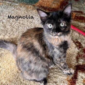 Magnolia -  Domestic Short Hair Cat for Adoption in Hannibal, Missouri - Magnolia | PetCurious