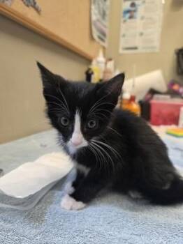 Silas -  Domestic Short Hair Cat for Adoption in Fishers, Indiana - Silas | PetCurious