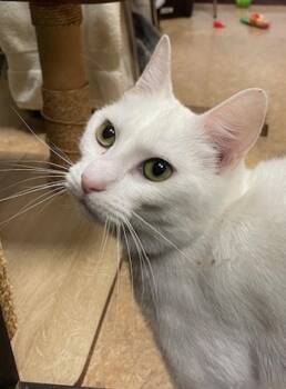 Domestic Short Hair Cats Available for Adoption in Vancouver, Washington - Princess | PetCurious