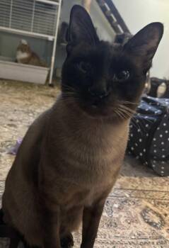 Rescue Siamese Cats for Adoption in Pointe-claire, Quebec - Oscar | PetCurious