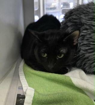 Domestic Short Hair Cats Available for Adoption - Blackie | PetCurious