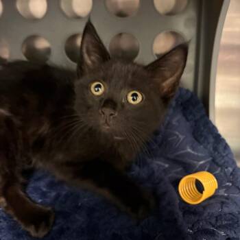 Rachel -  Domestic Short Hair Cat for Adoption in Keizer, Oregon - Rachel | PetCurious