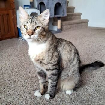 Domestic Short Hair and Tabby Cats Available for Adoption - Charcoal Adams/Weingarten | PetCurious