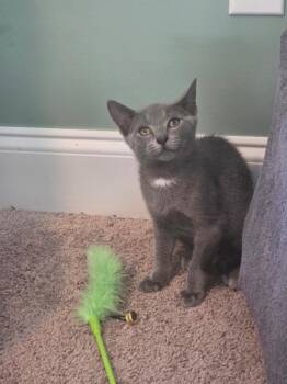 Verso -  Domestic Short Hair Cat for Adoption in Evans, Georgia - Verso | PetCurious