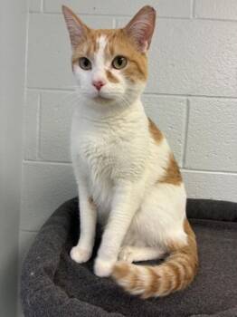 *Neeble -  Domestic Short Hair Cat for Adoption in Salt Lake City, Utah - *Neeble | PetCurious