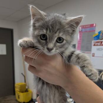 Sink Water -  Domestic Short Hair Cat for Adoption in Cleveland, Mississippi - Sink Water | PetCurious