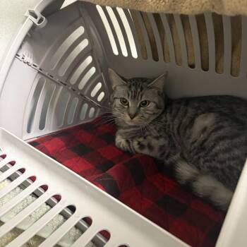 Lyra -  Domestic Short Hair Cat for Adoption in Dover, New Hampshire - Lyra | PetCurious