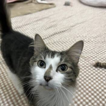 Ash River -  Domestic Medium Hair Cat for Adoption in Bedford, New Hampshire - Ash River | PetCurious