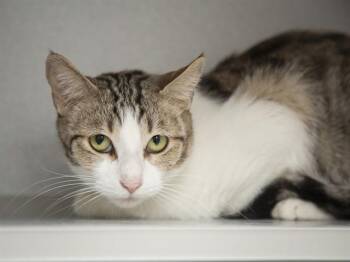 Domestic Short Hair Cats Available for Adoption in Phoenix, Arizona - LUZ | PetCurious