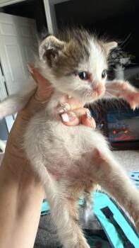 Pheobe -  Domestic Short Hair Cat for Adoption in Randolph, Alabama - Pheobe | PetCurious