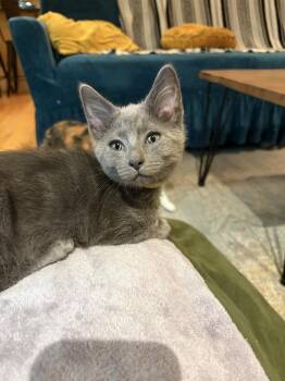 Rothko -  Domestic Medium Hair Cat for Adoption in Chicago, Illinois - Rothko | PetCurious
