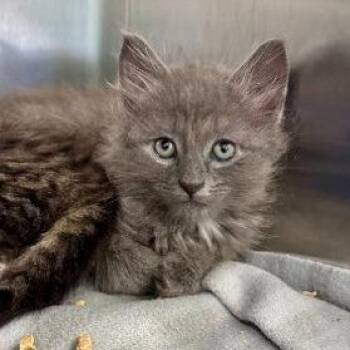 Jelly Bonded to Reef -  Domestic Medium Hair Cat for Adoption in Wilmington, Delaware - Jelly Bonded To Reef | PetCurious
