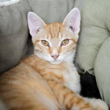 Cupcake -  Domestic Short Hair Cat for Adoption in Atlanta, Georgia - Cupcake | PetCurious