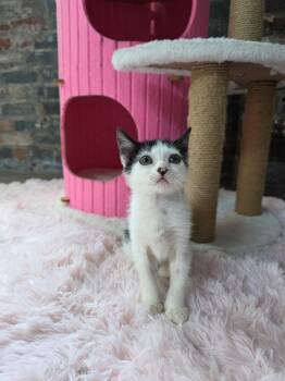 Missy -  Domestic Short Hair Cat for Adoption in New Orleans, Louisiana - Missy | PetCurious