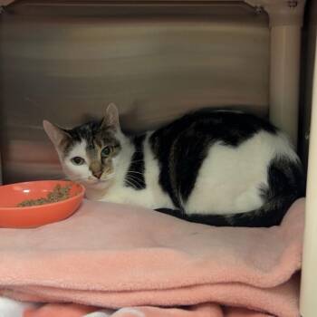 Domestic Medium Hair Cats Available for Adoption - Deja | PetCurious