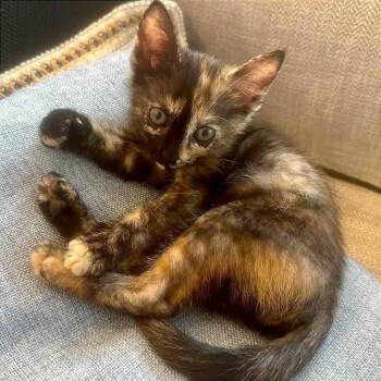 Domestic Short Hair Cats Available for Adoption in Pleasant Hill, California - A1045102 Jane Eyre | PetCurious