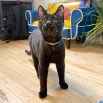 Domestic Short Hair and Bombay Cats Available for Adoption - Justin Holcomb TCHS | PetCurious