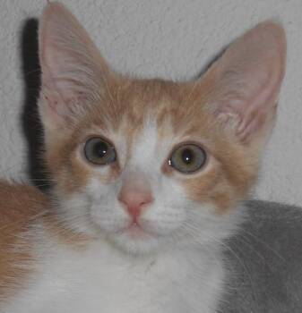 Tabby Cats Available for Adoption in North Highlands, California - BuzzAldrin | PetCurious