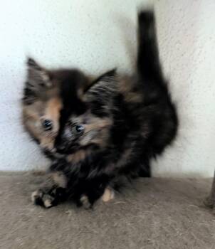 Tortoiseshell Cats Available for Adoption in Brainerd, Minnesota - Sabrina | PetCurious
